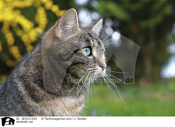 domestic cat / JEG-01242