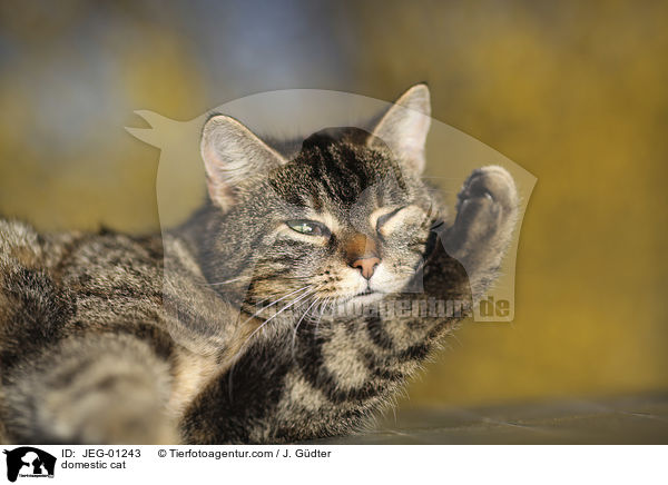 domestic cat / JEG-01243