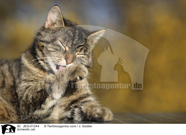 domestic cat / JEG-01244
