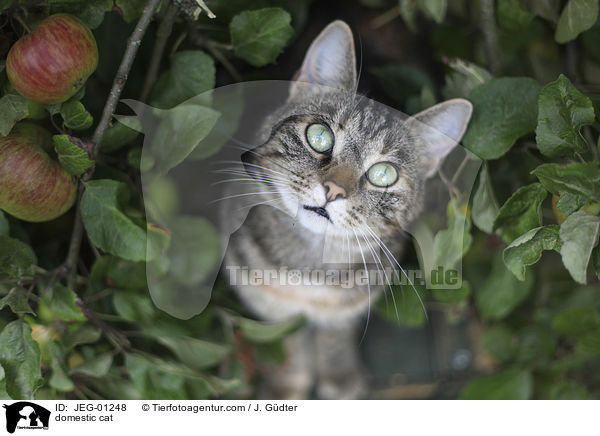 domestic cat / JEG-01248