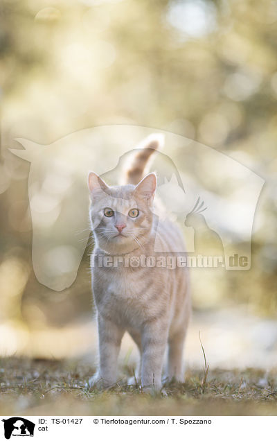 cat / TS-01427