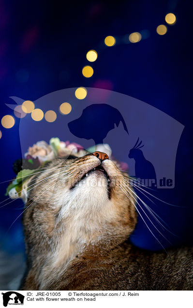 Katze mit Blumenkranz auf dem Kopf / Cat with flower wreath on head / JRE-01005