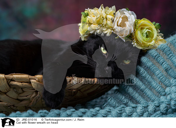 Katze mit Blumenkranz auf dem Kopf / Cat with flower wreath on head / JRE-01016