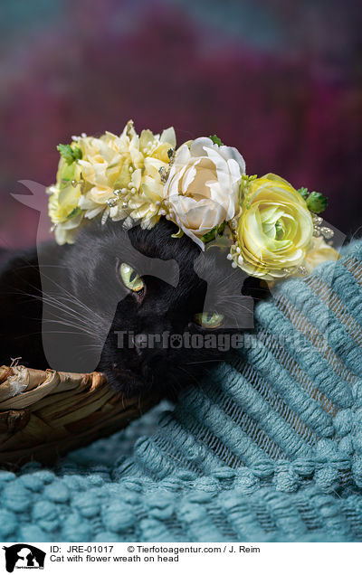 Katze mit Blumenkranz auf dem Kopf / Cat with flower wreath on head / JRE-01017