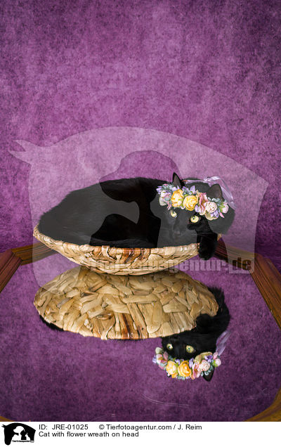 Katze mit Blumenkranz auf dem Kopf / Cat with flower wreath on head / JRE-01025