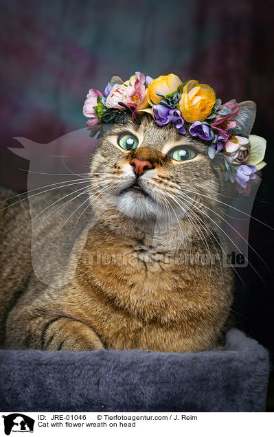 Katze mit Blumenkranz auf dem Kopf / Cat with flower wreath on head / JRE-01046