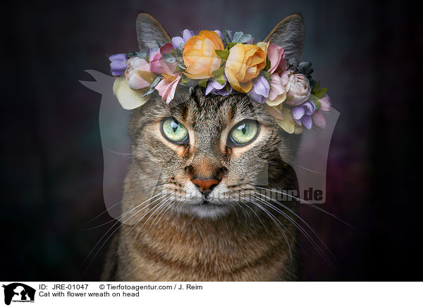 Katze mit Blumenkranz auf dem Kopf / Cat with flower wreath on head / JRE-01047