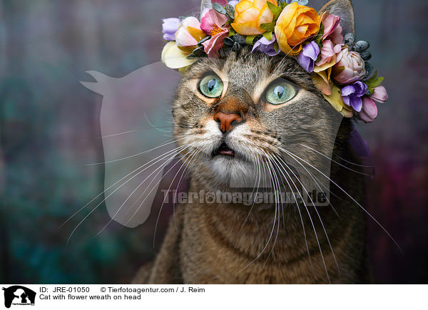 Katze mit Blumenkranz auf dem Kopf / Cat with flower wreath on head / JRE-01050