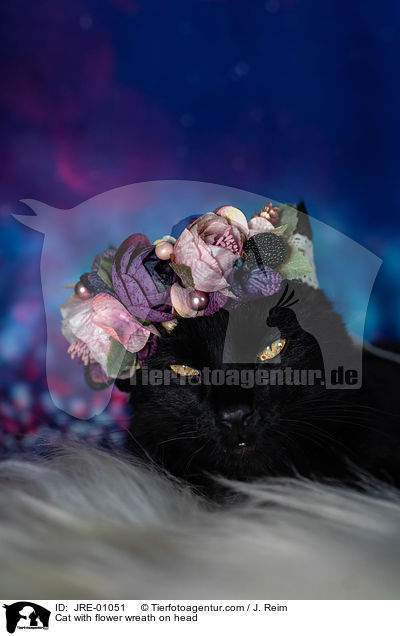 Cat with flower wreath on head / JRE-01051