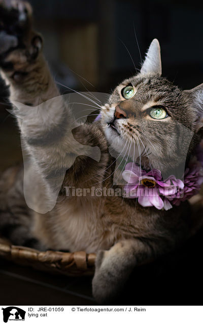 lying cat / JRE-01059