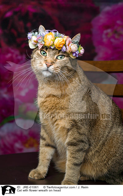 Cat with flower wreath on head / JRE-01061