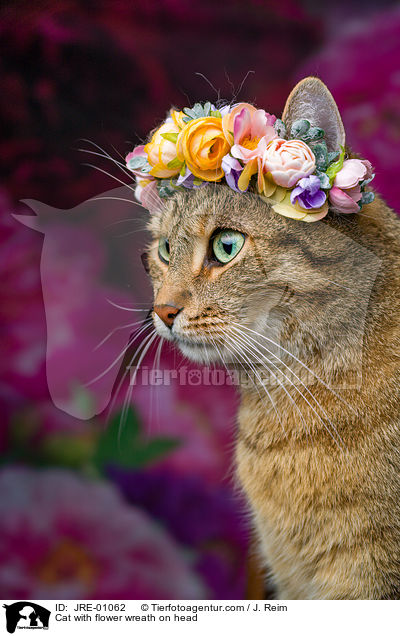 Katze mit Blumenkranz auf dem Kopf / Cat with flower wreath on head / JRE-01062