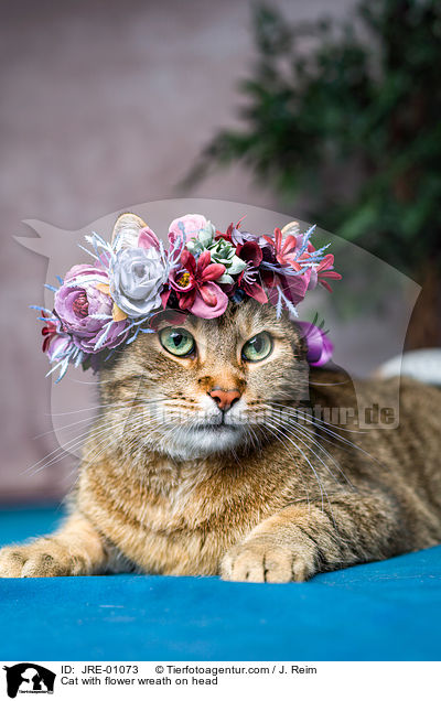 Cat with flower wreath on head / JRE-01073