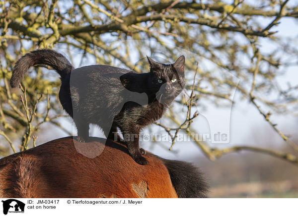 cat on horse / JM-03417