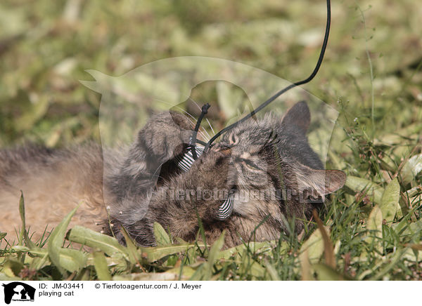 playing cat / JM-03441