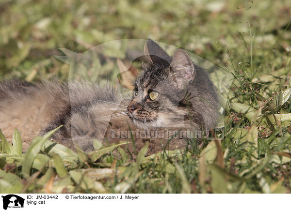 lying cat / JM-03442