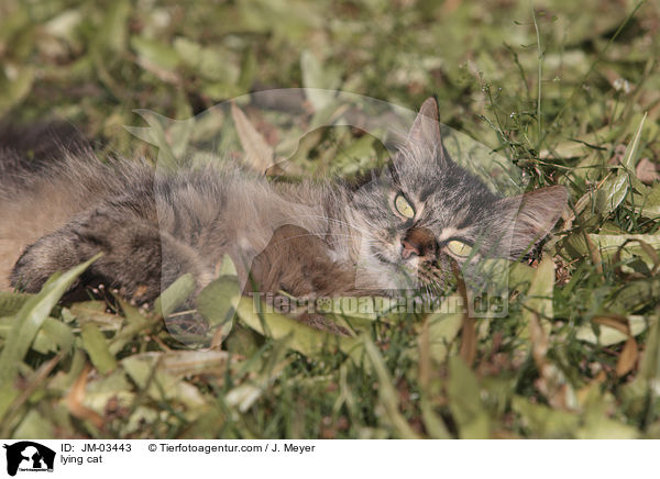 lying cat / JM-03443