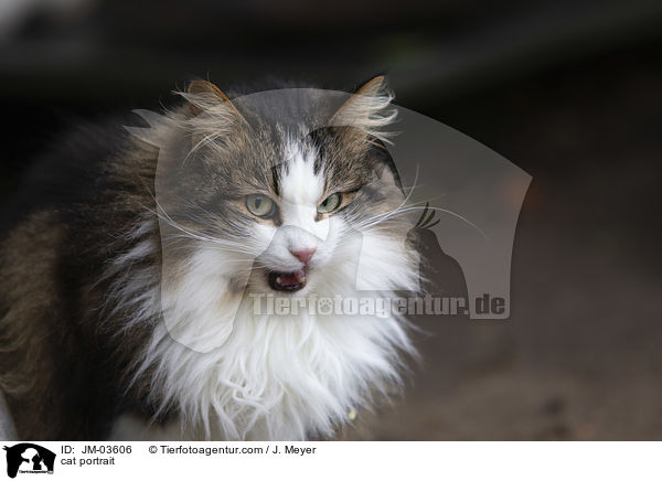 cat portrait / JM-03606