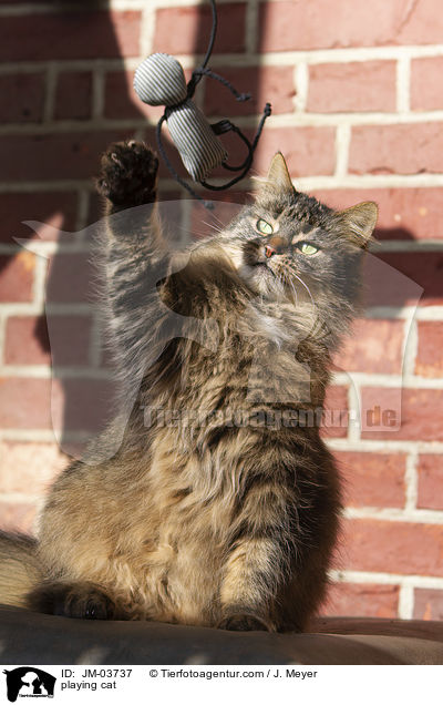 playing cat / JM-03737