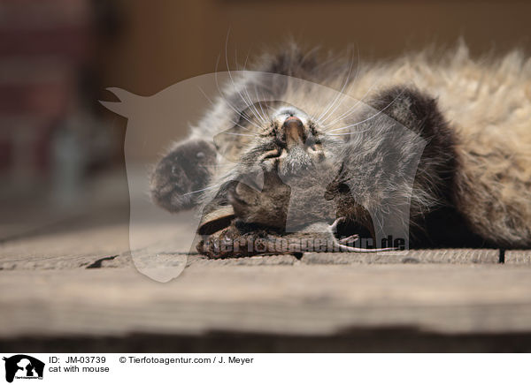 cat with mouse / JM-03739