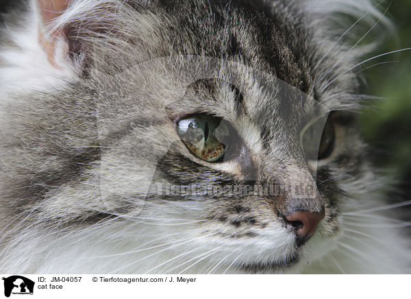 cat face / JM-04057