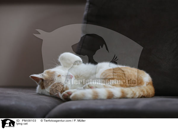 liegende Katze / lying cat / PM-08103