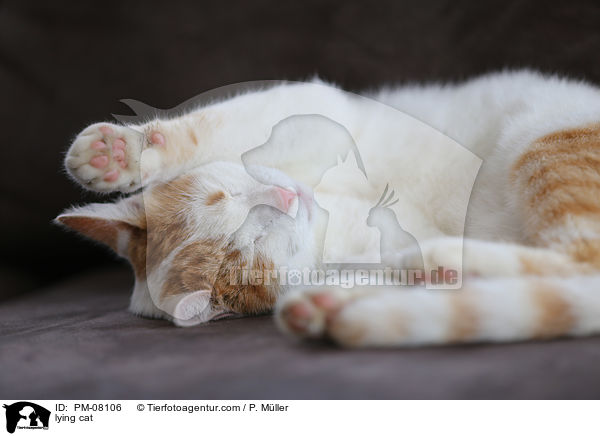 liegende Katze / lying cat / PM-08106