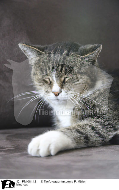 lying cat / PM-08112