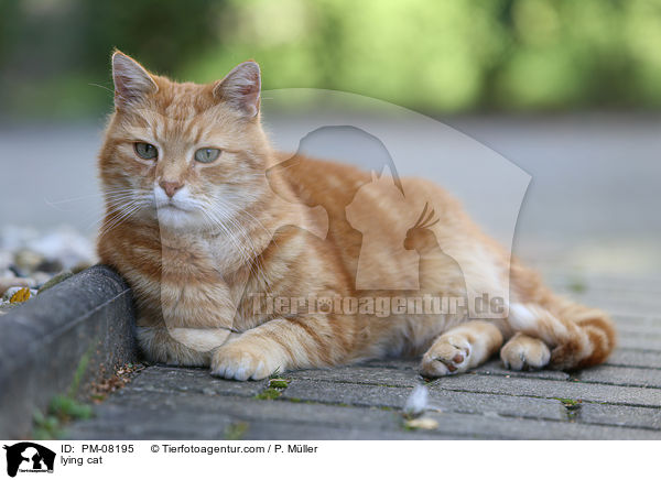 lying cat / PM-08195