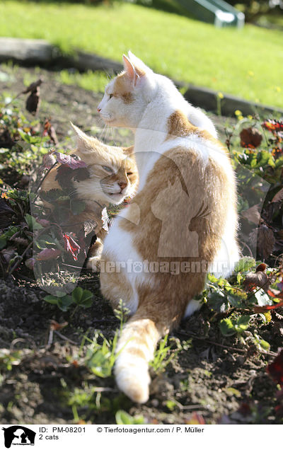 2 Katzen / 2 cats / PM-08201