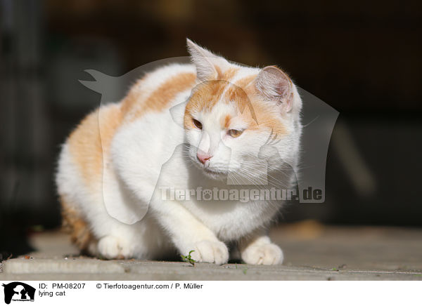 lying cat / PM-08207