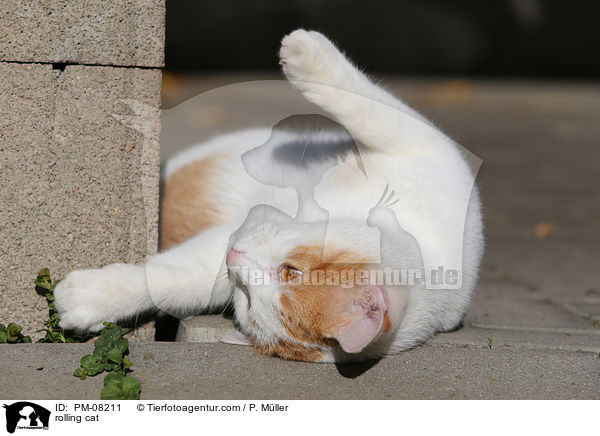 rolling cat / PM-08211