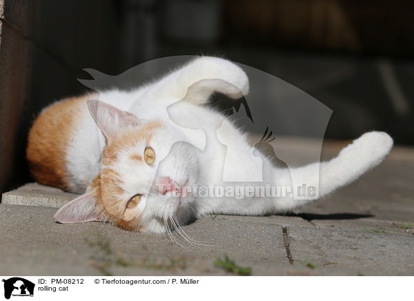 rolling cat / PM-08212