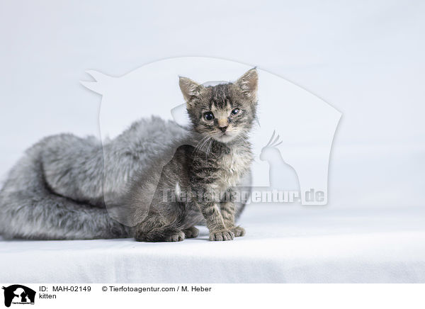 Ktzchen / kitten / MAH-02149
