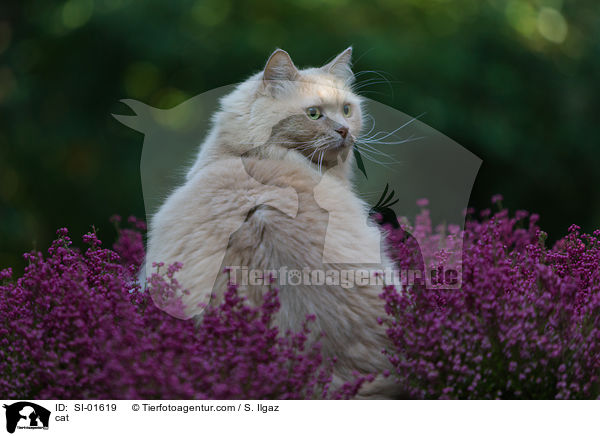 Katze / cat / SI-01619