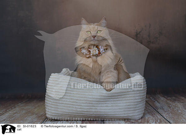 Katze / cat / SI-01623