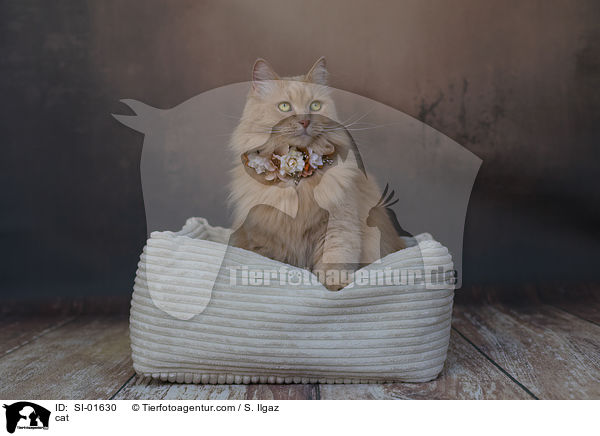 Katze / cat / SI-01630