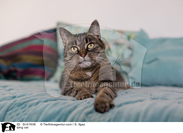 lying cat / SI-01638