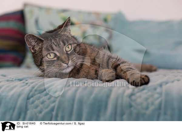 lying cat / SI-01640