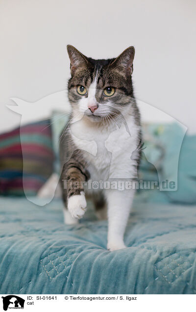 cat / SI-01641