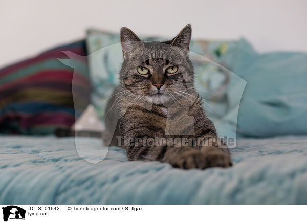lying cat / SI-01642