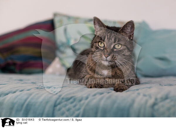 lying cat / SI-01643