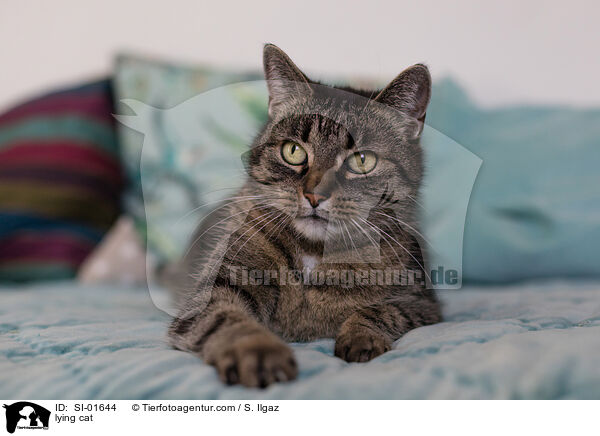 lying cat / SI-01644