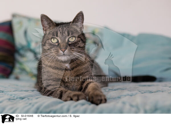 lying cat / SI-01646