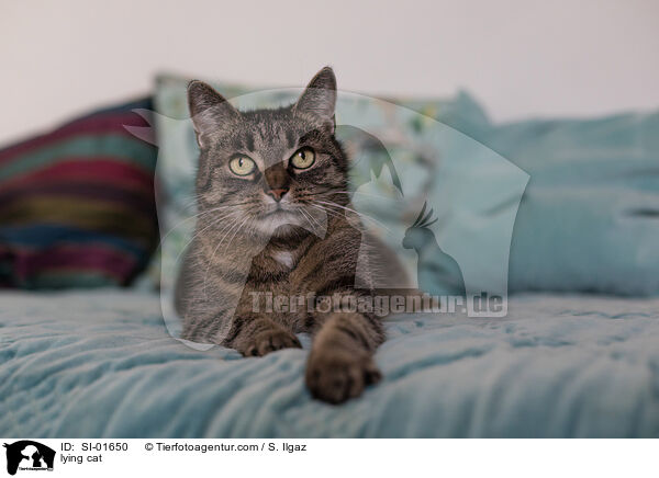 lying cat / SI-01650