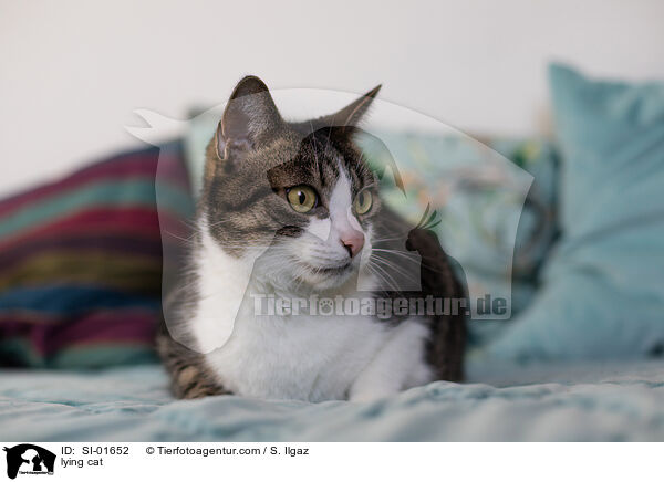 lying cat / SI-01652
