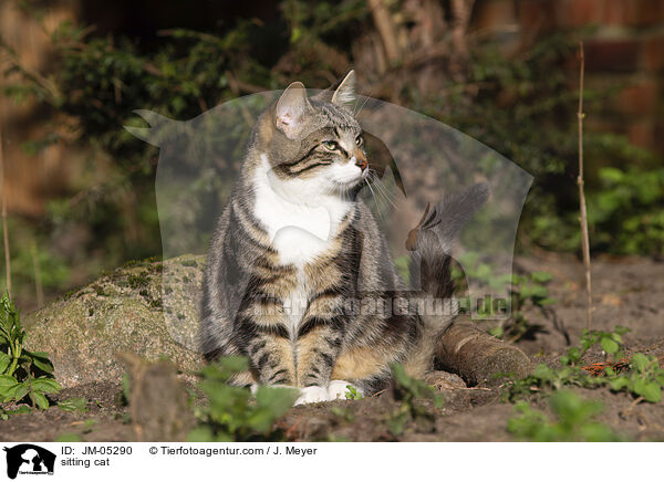 sitting cat / JM-05290