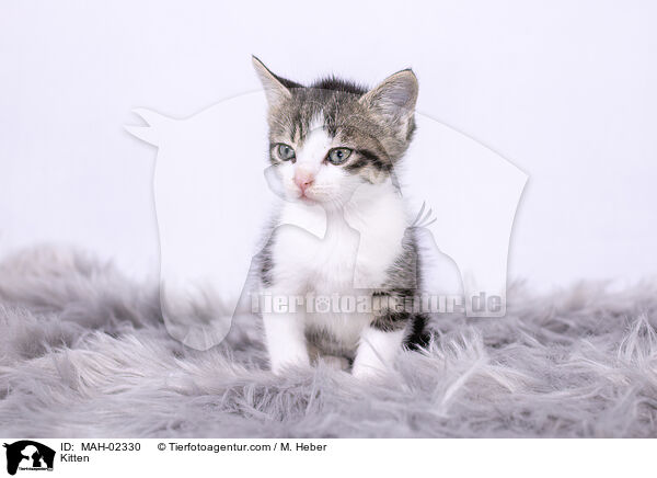 Ktzchen / Kitten / MAH-02330