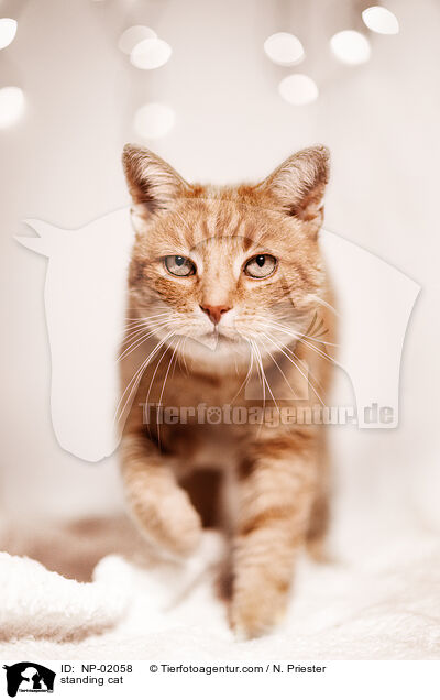 standing cat / NP-02058
