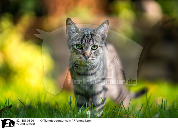 young tomcat / BS-08561